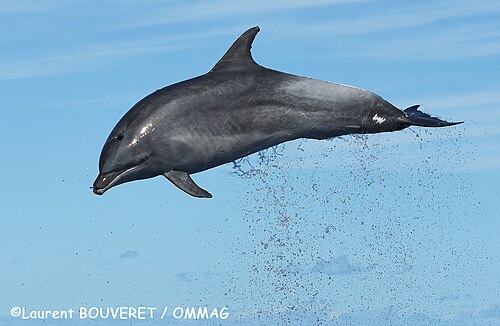 Whales and dolphins of the leeward coast