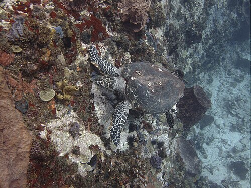 Snorkeling avec les tortues aux Anses-d'Arlet