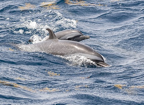 Dauphins de la côte caraïbe
