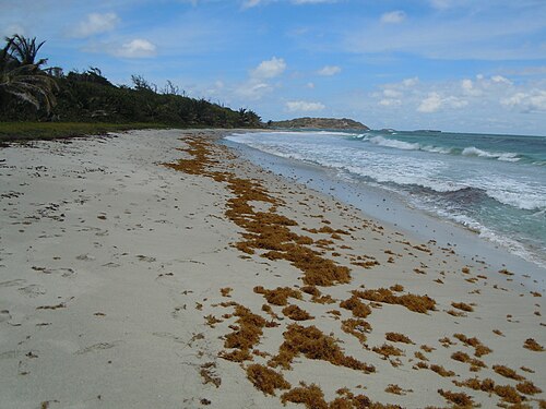 Trace des Caps : des Salines à l'Anse Trabaud