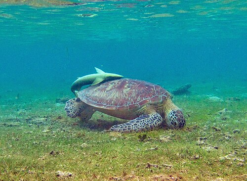 Les tortues de N'Gouja et de Saziley