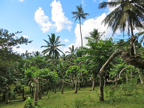 Plantations d'ylang-ylang et de vanille