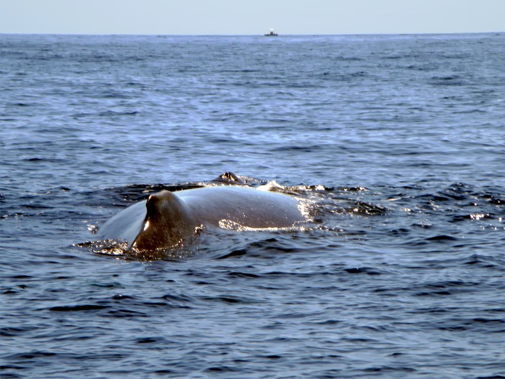 Les baleines à bosse dans le lagon