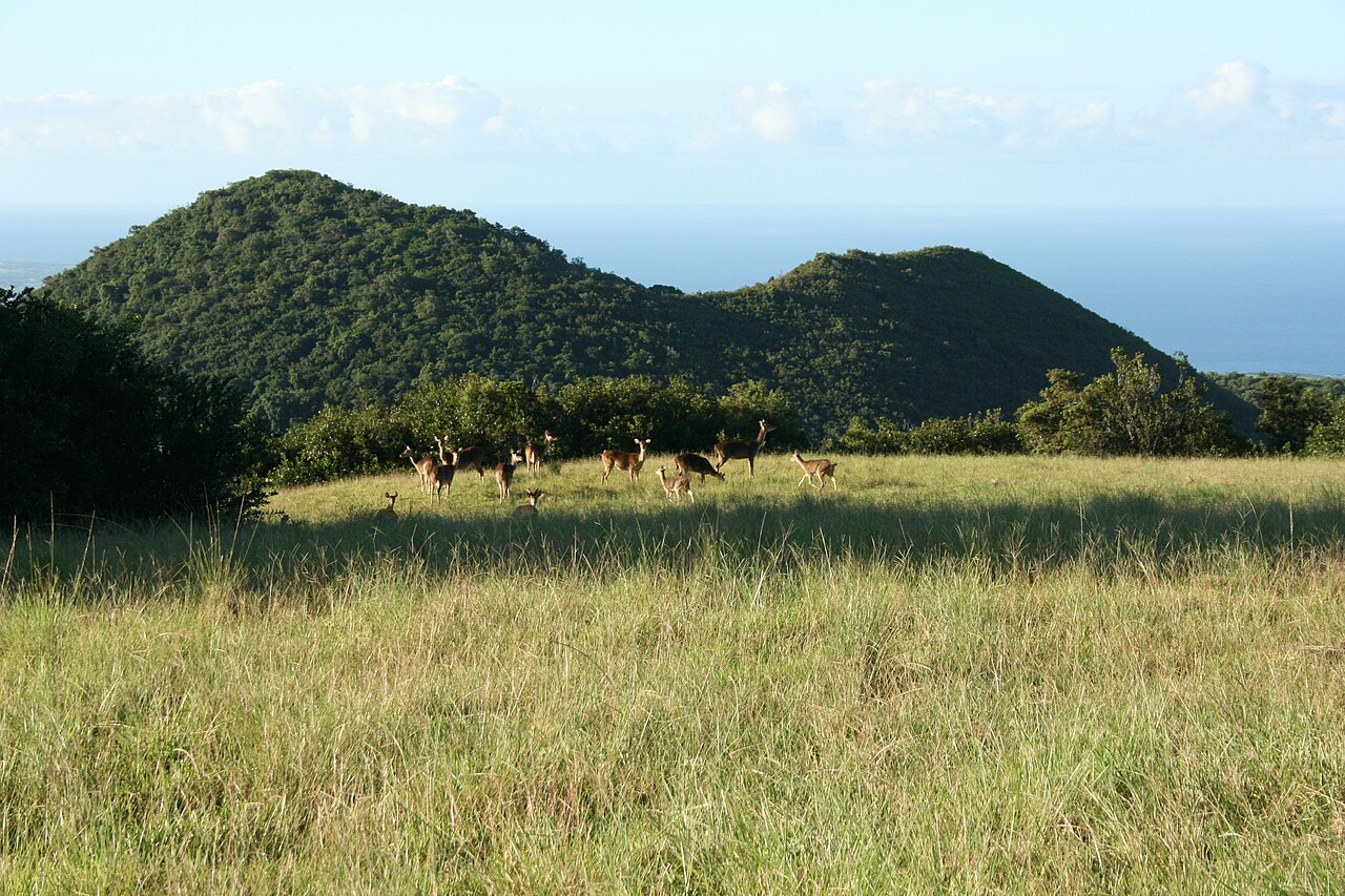 Diana Dea Lodge
