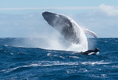 Les baleines à bosse de Moorea et de Tahiti