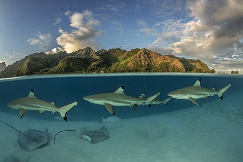 Le lagon de Moorea : raies et requins de récif